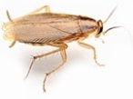 Tratamientos para el control de los insectos en el prat de llobregat