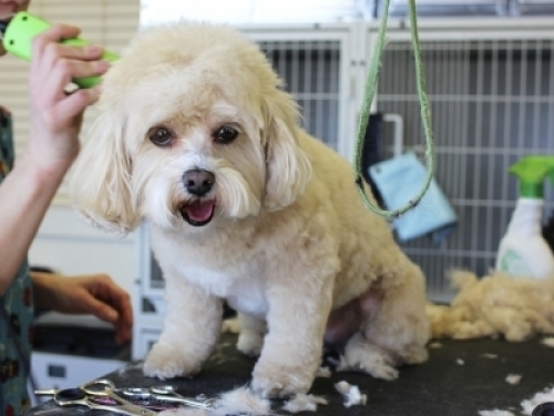 Peluquería Canina/Felina y Boutique Belleza. en el prat de llobregat