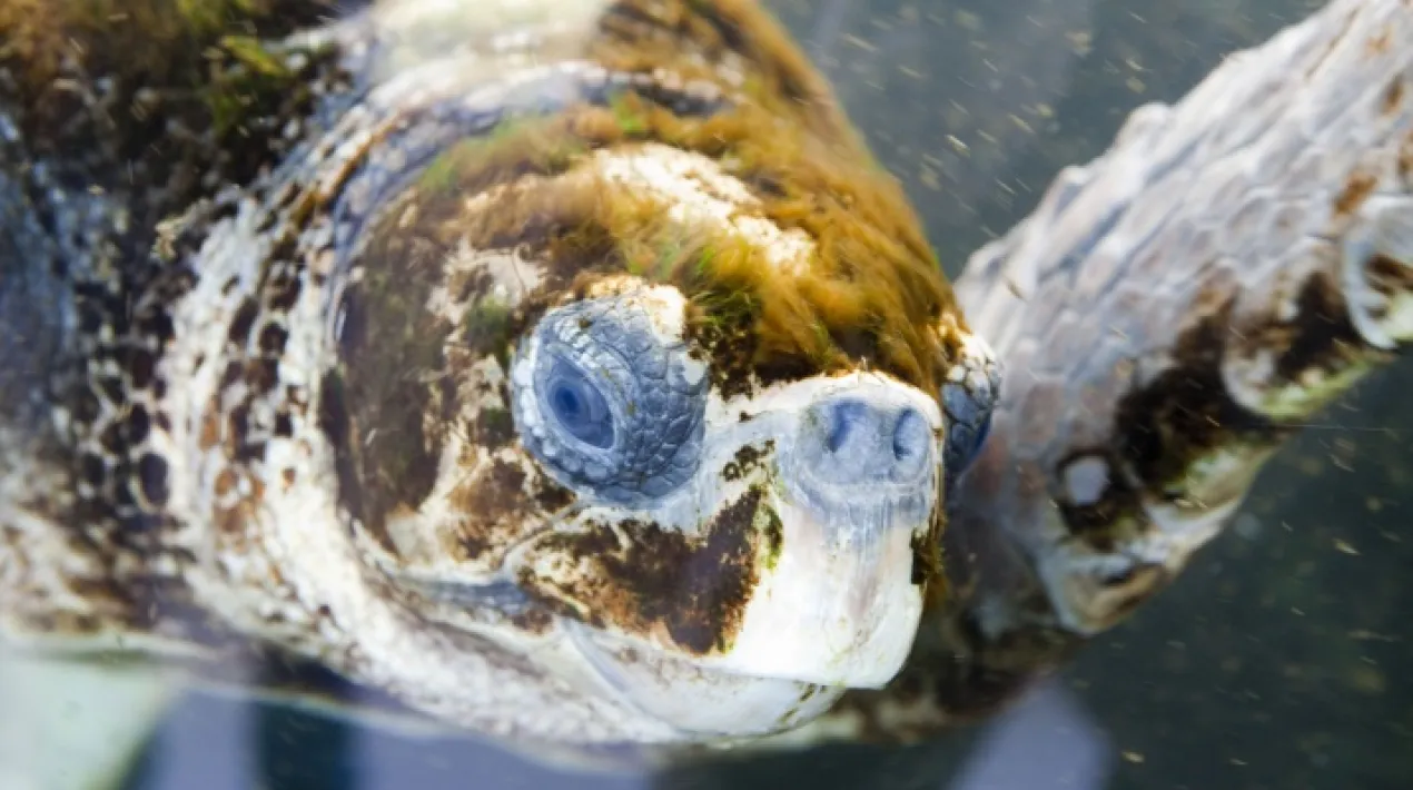 Com podem ajudar a les tortugues marines? Què s’ha de fer si en trobem una a la platja? Quins són els passos per rescatar-la i curar-la?  Tota la família participarà en el rescat d'un d'aquests animals, des que la trobem fins que aconsegueix tornar al mar. Aprendrem com ajudar-la i què és el que realment es pot fer si en trobem una a les nostres platges. Per acabar, podrem visitar les instal-lacions del CRAM i coneixereu els animals que s'estan recuperant. Voleu convertir-vos en voluntaris/es i veterinaris/es del CRAM per un dia?  Necessitem la vostra ajuda! Activitat recomanada per a famílies amb nens i nenes a partir de 5 anys.Veure més