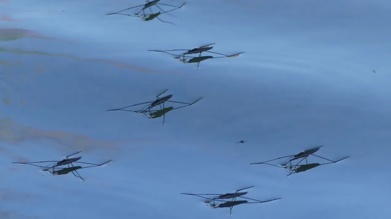 En aquesta activitat es coneixeran els petits invertebrats aquàtics a través d’un conte i seguidament anirem a la bassa per poder observar-los detingudament. La Jugatecambiental ofereix un munt de propostes per gaudir en família per aprendre molts aspectes sobre els parcs metropolitans, la natura i el medi ambient, mentre juguem i fem activitats. Hi trobarem un punt d'informació del parc i el seu entorn i un espai de joc lliure. ACTIVITAT GRATUÏTA.Veure més