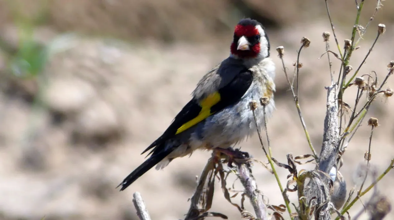 Dins el cicle d&rsquo;activitats de sensibilitzaci&oacute; sobre l&rsquo;alimentaci&oacute; sostenible, s&rsquo;han organitzat quatre itineraris per l&rsquo;observaci&oacute; d&rsquo;ocells de les zones agr&iacute;coles del nostre municipi, que permetr&agrave; con&egrave;ixer el valor de les zones agr&iacute;coles tamb&eacute; des de la vessant de la biodiversitat. L&rsquo;itinerari comen&ccedil;ar&agrave; al Punt d&rsquo;Informaci&oacute; de Cal Tet (punt de sortida),seguir&agrave; pel Cal Negre, Cal Senyoret, l&rsquo;avinguda Onze de Setembre, Ca l&rsquo;Enric de Costelleta i acabar&agrave; al p&agrave;rquing de Cal Tet. No cal inscripci&oacute; pr&egrave;via per aquesta activitat. &Eacute;s una activitat gratu&iuml;taVeure m&eacute;s