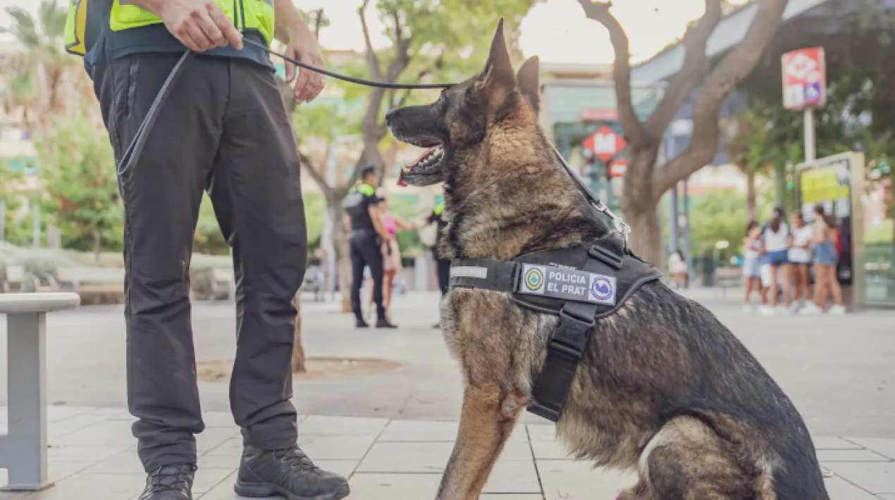  La policia local del Prat reforçarà a partir d’aquest mes d’agost alguns dels seus dispositius de seguretat amb gossos ensinistrats.  De fet, el passat divendres 12 d’agost, gossos ensinistrats jan van estrenar-se en el seu primer dispositiu a la policia local, concretament per reforçar el patrullatge de seguretat durant la tarda i la nit. Per tal de poder integrar els gossos degudament entrenats als dispositius de seguretat de la policia local, l’Ajuntament ha signat un contracte amb una empresa especialitzada en aquesta matèria: BARNA GOS K9. L’empresa proporciona a la policia tant els animals com els guies especialitzats en el seu ensinistrament, perquè donin suport als agents locals. La incorporació dels gossos en dispositius de la policia local s’emmarca en el procés de renovació del cos, que té entre els seus objectius el foment de la innovació en seguretat pública, a més de rejovenir i feminitzar la plantilla, entre d’altres. Característiques dels gossos policia Els gossos policia són aquells que ajuden els cossos de seguretat a desenvolupar les seves funcions, fonamentalment a partir del sentit que tenen especialment desenvolupat: l’olfacte. Segons dades dels Mossos d’Esquadra, que també compta amb patrulles canines, la seva capacitat olfactiva és 100.000 vegades superior a la de les persones. En el cas de la policia local del Prat, els gossos poden contribuir a operatius amb finalitats diverses, des del control del trànsit fins al de persones a l’espai públic, especialment quan se celebrin grans esdeveniments amb forta afluència de públic i també de forma quotidiana en parcs, places, carrers o pistes esportives. D’altres policies locals de Catalunya també han començat en els darrers anys a reforçar-se amb gossos ensinistrats. Al conjunt de cossos de seguretat (Mossos d’Esquadra, Policia Nacional...),les funcions de les patrulles canines són múltiples. Per exemple, poden ajudar a mantenir l’ordre públic en esdeveniments amb gran concentració de persones, o protegir a mode de guàrdia determinades instal·lacions. A més, poden contribuir a funcions de salvament, per exemple a detectar on es troba una persona desapareguda, en cas d’emergència per incendis, esfondrament d’edificis o explosions de gas. Així mateix, contribueixen a les tasques dels cossos de seguretat que s’ocupen de detectar explosius o substàncies estupefaents o de la policia científica, entre d’altres.Veure més