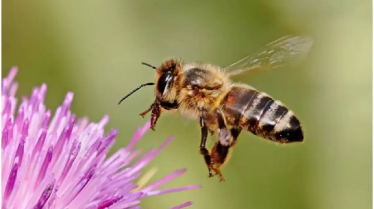 Us proposem una descoberta diferent, no basada en els ocells, sinó en altres éssers vius als que no prestem tanta atenció, els insectes. Acompanyats d'un especialista, ens fixarem en abelles, formigues, libèl·lules, pregadeus o saltamartins. Activitat pensada per al públic familiar i infants a partir de 6 anys. Punt de trobada: Punt d' informació dels Espais Naturals del Riu Aparcament lliure en laborables i de pagament els caps de setmana i festius: Coordenades GPS Aparcament Espais Naturals del Riu. 41.308806, 2.112025 Imparteix:  Diego Fernández, entomòleg expert Preu:  ACTIVITAT GRATUÏTA. Aforament limitat. Cal inscripció prèvia Més informació i inscripcions a educacio@anthesisgroup.com Data límit d'inscripció: 26/05/2022Veure més