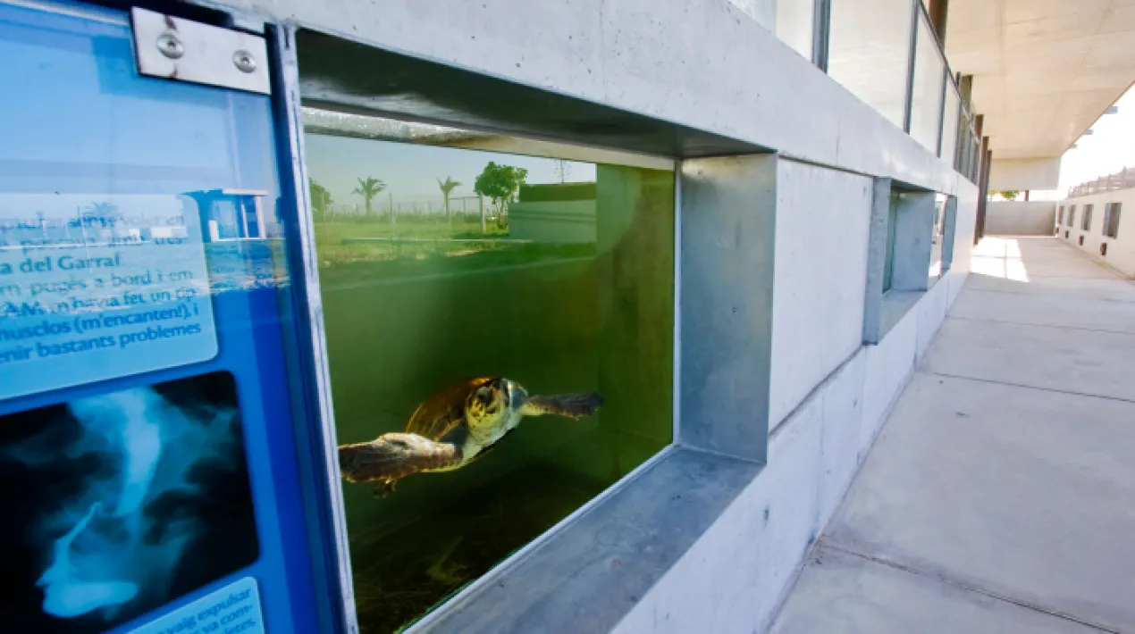 La Flora, una tortuga babaua, us explicarà la seva història mitjançant un conte i descobrireu quins problemes té el mar, quins animals hi viuen i com els podem ajudar. També ens ajudareu a rescatar una tortuga del CRAM i podreu conèixer els animals en recuperació que tenim al Centre! Recomanada per famílies amb nens d'entre 3 i 5 anys. Cal comprar l'entrada per internet a: www.cram.org Per més informació: reserves@aulacram.com o al telèfon 93 10 10 170Veure més