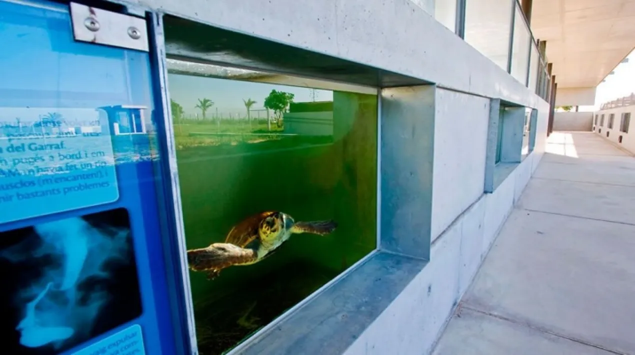 Recomanada per a famílies amb nens d’entre 3 i 5 anys La Flora, una tortuga babaua, us explicarà la seva història mitjançant un conte i descobrireu quins problemes té el mar, quins animals hi viuen i com els podem ajudar. També ajudareu a rescatar una tortuga del CRAM i podreu conèixer els animals en recuperació que hi ha al centre!  Veure més