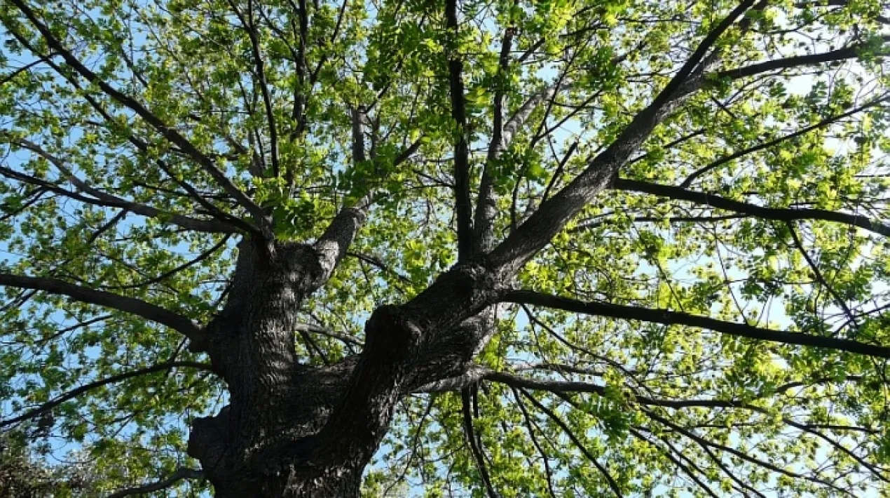 Aquesta activitat consisteix en la explicació d’un conte i una descoberta dels arbres més significatius del parc.   Es contemplaran totes les mesures preventives necessàries per al desenvolupament d'aquesta activitat donada la situació de pandèmia sanitària de la COVID19. La capacitat de l'aforament de l'activitat s'establirà segons les restriccions vigents en el moment de fer l'activitat.  La Jugatecambiental ofereix un munt de propostes per gaudir en família per aprendre moltes coses sobre els parcs metropolitans, la natura i el medi ambient, mentre juguem i fem activitats. Hi trobarem un punt d'informació del parc i el seu entorn i un espai de joc lliure. Activitats tots els  diumenges del 19 de setembre al 28 de novembre de 2021 al parc Nou i al parc del Riu. ACTIVITAT GRATUÏTAVeure més