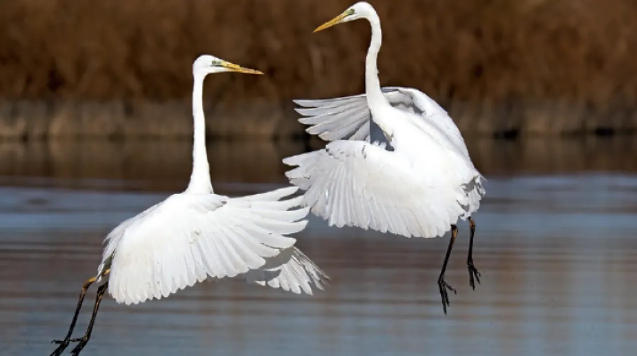 Amb motiu del 30 aniversari del Concurs Fotogr&agrave;fic Delta, l&rsquo;Ajuntament del Prat ha recollit les imatges m&eacute;s representatives i significatives de tots aquests anys, per donar a con&egrave;ixer aquests espais singulars. Es podr&agrave; visitar, per primer cop, a la 48a Fira Av&iacute;cola i despr&eacute;s a diversos indrets de la ciutat. Es tracta d&rsquo;una s&egrave;rie de m&eacute;s de 150 instant&agrave;nies de l&rsquo;entorn natural que vol posar de manifest la necessitat de cuidar i protegir la zona deltaica, a partir del&nbsp;Concurs Fotogr&agrave;fic Delta,&nbsp;organitzat per l'Agrupaci&oacute; Fotogr&agrave;fica del Prat.&nbsp;&Eacute;s&nbsp;un passeig&nbsp;pel passat i present del delta, aix&iacute; com un rep&agrave;s per aquells valors ambientals del territori. Aix&iacute; doncs, es podran observar fotografies de m&eacute;s de 100 esp&egrave;cies de flora i fauna del delta, per posar en valor la gran biodiversitat de la zona i els sistemes ecosist&egrave;mics de la zona.&nbsp; Aquesta exposici&oacute; &eacute;s un clam a la protecci&oacute; del Delta del Llobregat per conservar al m&agrave;xim la seva biodiversitat i reivindicar l&rsquo;ampliaci&oacute; de la seva protecci&oacute; aix&iacute; com un total rebuig a totes aquelles iniciatives que intenten destruir-lo i resten import&agrave;ncia als seus valors ecosist&egrave;mics.Veure m&eacute;s