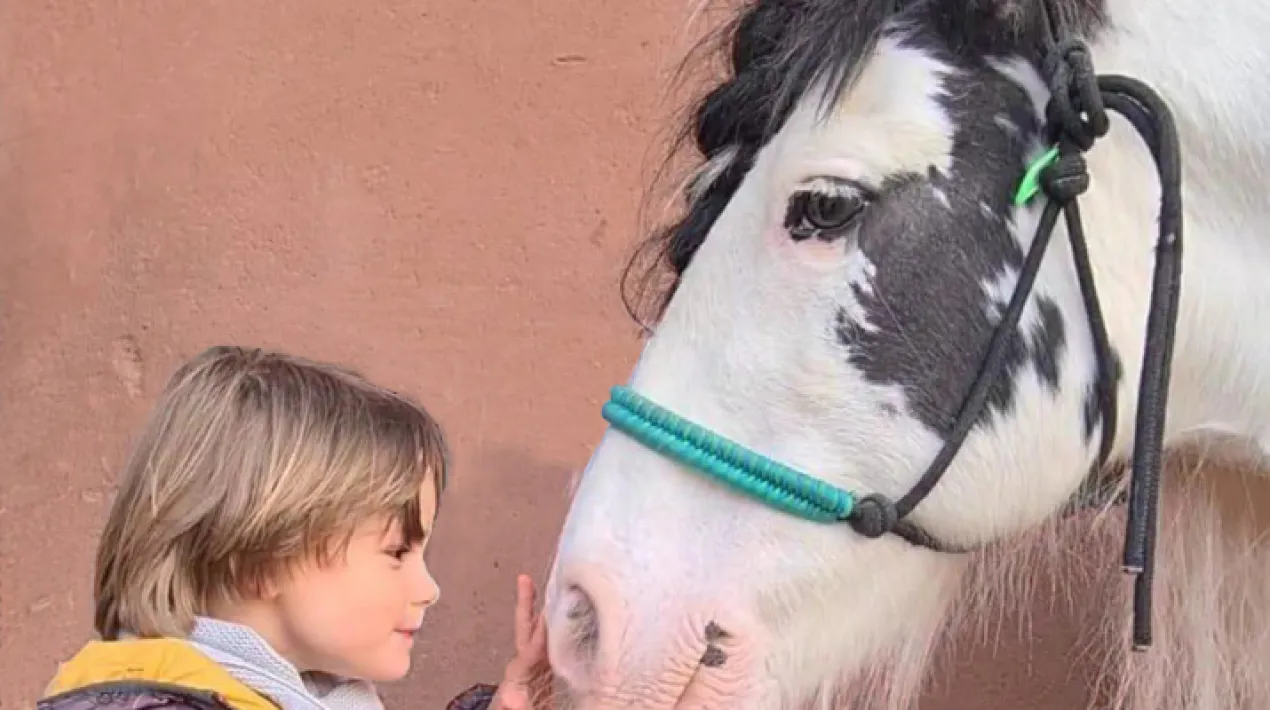 Has pujat mai a cavall? Descobreix com aquests animals poden ajudar-nos a millorar la nostra salut. A càrrec de Delta Equinoteràpia.Veure més