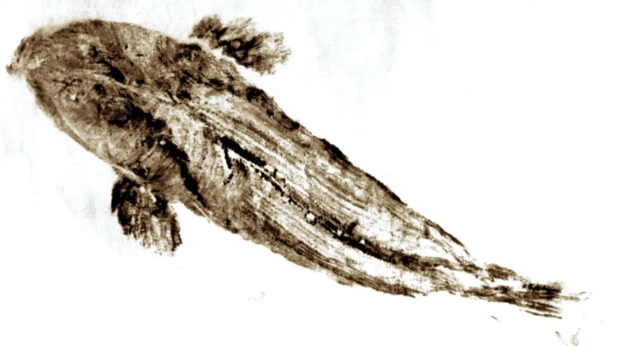 Coneixes la t&egrave;cnica d'estampaci&oacute; japonesa Gyotaku? Pronunciat en catal&agrave; sona 