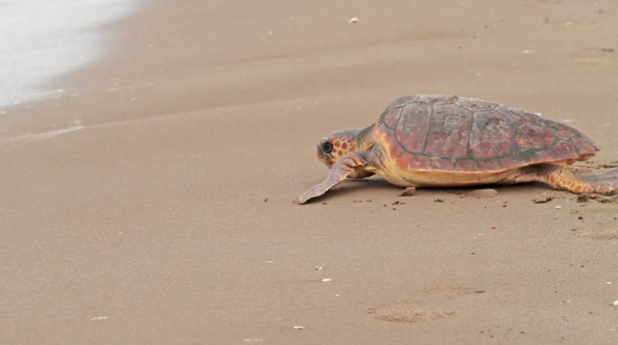 Podem trobar rastres de tortuga marina a les nostres platges? Què s'ha de fer si en trobem un? Les famílies, descobriran un rastre de tortuga marina, i conjuntament hauran d'intentar saber quins passos cal fer si fos un cas real. Cadascú tindrà un rol i una tasca a fer, i gràcies a l'ajuda de tots aconseguirem treure l'entrellat de tot plegat. També descobrirem la importància de la nostra actuació com a ciutadans i com estan les tortugues marines al mar Mediterrani! Per acabar, podrem visitar les instal·lacions del CRAM i coneixereu els animals que s'estan recuperant. Destinataris: Ciutadans i ciutadanes de El Prat de Llobregat amb nens/es a partir de 5 anys (caldrà portar el DNI per acreditar que són del municipi) Cal fer reserva prèvia a: reserves@cram.org o al tel. 93 10 10 170 o a www.cram.org  Veure més