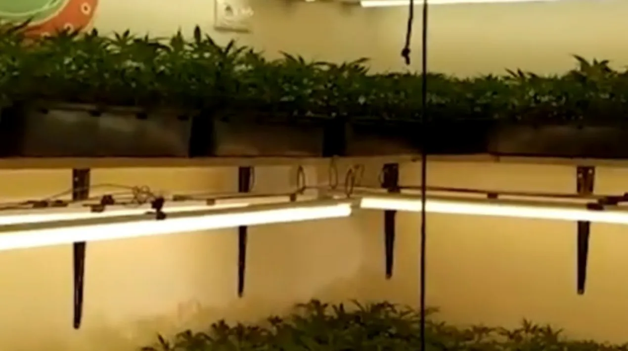  Agents de la Policia Local del Prat de Llobregat conjuntament amb la Policia de la Generalitat - Mossos d’Esquadra de la Unitat d’Investigació de la comissaria de la ciutat van detenir el passat dimarts set homes, d’edats compreses entre els 24 i 47 anys i un menor d’edat, com a presumptes autors d’un delicte contra la salut pública, pertinença a grup criminal, tinença d’armes i defraudació de fluid elèctric. Les detencions són resultat d’una investigació iniciada a finals de l’any passat per l’existència de possibles plantacions de marihuana en pisos del Prat de Llobregat. Durant el mes de novembre, en  una primera fase de la investigació, els agents van aconseguir relacionar una botiga especialitzada en productes pel cultiu de cànnabis, ubicada al Prat de Llobregat, amb el cultiu interior de marihuana. Això va permetre, el passat mes de febrer, realitzar dues entrades i escorcolls en dos domicilis on s’hi van intervenir 1.800 esqueixos de marihuana.  Aquesta setmana s’ha realitzat la segona fase d’investigació, on s’han aconseguit localitzar altres domicilis on s’hi cultivaven esqueixos de plantes de marihuana que posteriorment distribuïen a tercers per iniciar plantacions extensives. Finalment, el 15 de març, sota la tutela del Jutjat d’Instrucció número 1 del Prat de Llobregat, s’han realitzat tres entrades i perquisicions en tres domicilis, un establiment especialitzat en productes del cànnabis i en dos trasters ubicats en una central dedicada al lloguer d’aquest tipus de locals. Durant l’escorcoll del principal investigat un veí i titular d’una botiga especialitzada en productes per al cultiu de cànnabis ubicada al Prat de Llobregat,  s’ha localitzat una arma de foc, una defensa elèctrica, una defensa extensible, diners en efectiu i una plantació de marihuana. Es considera un cop important al subministrament que possibilita les nombroses plantacions de marihuana que hi ha a Catalunya En total, en les dues fases de la investigació, s’han intervingut 425 plantes i 8.016 esqueixos de marihuana i es considera un cop important al subministrament d’esqueixos i plantes mare que són els que possibiliten les nombroses plantacions de marihuana que actualment hi ha arreu del territori català. La investigació ha conclòs amb la detenció de vuit persones com  a encarregats  de vendre i distribuir els esqueixos destinats a cultius interiors de marihuana. Sis arrestats majors d’edat van passar a disposició judicial i el jutge instructor en funcions de guàrdia va decretar la seva llibertat amb càrrecs. El setè detingut va quedar en llibertat desprès de declarar en seu policial a l’espera que el citi el jutge. El menor d’edat va passar a disposició de Fiscalia de Menors.Veure més