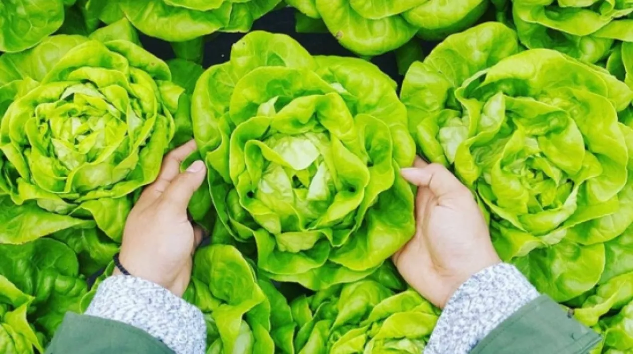 Aquest diumenge coneixerem una mica més com podem millorar el nostre entorn. Aprendrem a plantar enciams, ser respectuosos amb el medi ambient i sobretot, fer-ho juntes.Veure més