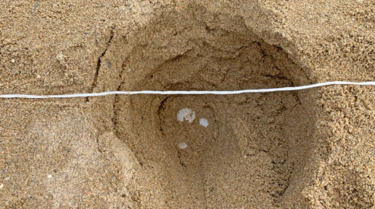 Activitat recomanada per a adults i joves a partir de 16 anys Una tortuga marina ha sortit a pondre ous a la platja del Prat de Llobregat. La platja està plena de gent i aquests ous estan en perill, disposem de 60 minuts per a salvar-los, ens ajudes? Quina tortuga podria fer això? Què hem de fer amb aquests ous? Sobreviuran les tortuguetes? Les tortugues marines són una espècie protegida i la seva conservació és molt important. En aquest joc de rol simularem que s’ha trobat un niu de tortuga marina a la platja del Prat i hem de salvar els ous. El repte és aconseguir moure els ous, intactes, tal i com ho faria un grup d’experts en un temps limitat. L’activitat també servirà per aprendre sobre l’estat de conservació de les tortugues marines al Mediterrani, la seva biologia, importància ecològica i les amenaces que pateixen.Veure més