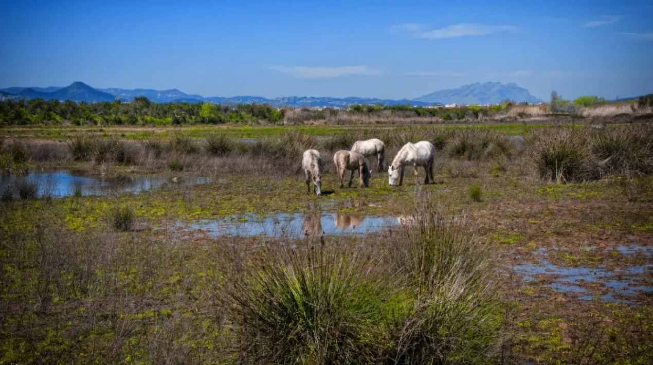 Els espais naturals del Riu, incloent el darrer tram i la desembocadura del Llobregat, són un lloc privilegiat per conèixer el delta. Hi trobem una gran diversitat d'ambients naturals, des de prats humits pasturats per cavalls i estanys plens d'ànecs, fins a pinedes litorals i platges naturals. Si vols conèixer aquest espai natural, participa en una de les visites guiades gratuïtes que es fan el segon diumenge de cada mes (excepte juliol i agost).   Punt de trobada: Punt d'informació dels Espais Naturals del Riu. Coordenades GPS 41.312697, 2.115989    Aparcament de pagament caps de setmana i festius: Aparcament dels Espais Naturals del Riu. Coordenades GPS 41.308806, 2.112025 Aparcament lliure més proper: Aparcament del Cementiri del Sud. Coordenades GPS 41.310971, 2.107999 Preu:  ACTIVITAT GRATUÏTA / No cal inscripció prèvia, la inscripció es realitza el mateix dia de la visita en el punt de trobada i per ordre d'arribada. Nombre màxim de participants 25 persones/visita.Veure més