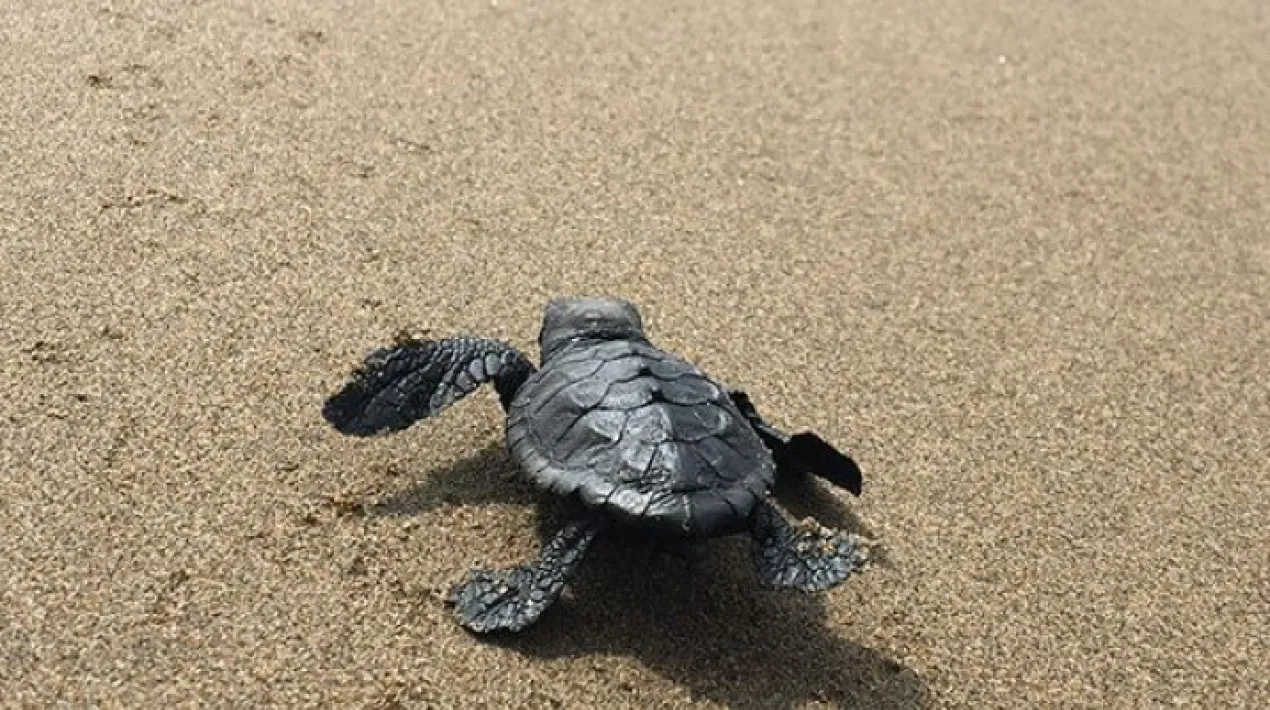 Podem trobar rastres de tortuga marina a les nostres platges? Què s'ha de fer si en trobem un? Les famílies, descobriran un rastre de tortuga marina, i conjuntament hauran d'intentar saber quins passos cal fer si fos un cas real. Cadascú tindrà un rol i una tasca a fer, i gràcies a l'ajuda de tots aconseguirem treure l'entrellat de tot plegat. També descobrirem la importància de la nostra actuació com a ciutadans i com estan les tortugues marines al mar Mediterrani! Per acabar, podrem visitar les instal·lacions del CRAM i coneixereu els animals que s'estan recuperant.Veure més