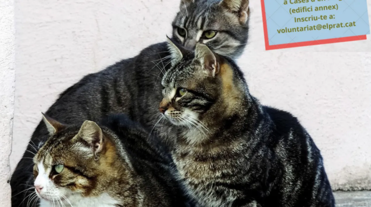 Xerrada informativa on parlarem de les colònies de gats del Prat, com s'organitzen, quines necessitats tenen i quines tasques desenvolupen les voluntàries que col·laboren. La xerrada anirà a càrrec de la tècnica del departament de Salut Pública i Consum.  Si vols venir a la xerrada només ens has d'enviar un correu a voluntariat@elprat.cat. Per a més informació es pot contactar amb el Punt del Voluntariat (Cases d'en Puig, plaça de l'Agricultura 4) físicament o a través del telèfon 93.379.00.50 ext. 5600 o a través del mail voluntariat@elprat.cat Veure més